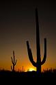 123 Saguaro National Park